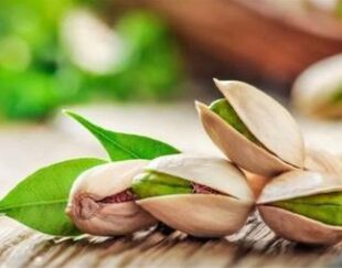 فروش عمده پسته مرغوب صادراتی ، فروش ویژه پسته
