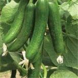 فروش بذر خیار هیبرید کاریز تاکی ژاپن – تهران