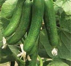 فروش بذر خیار هیبرید کاریز تاکی ژاپن – تهران
