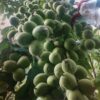 فروش و خرید نهال گردو – قیمت نهال گردو