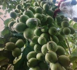 فروش و خرید نهال گردو – قیمت نهال گردو