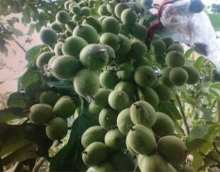 فروش و خرید نهال گردو – قیمت نهال گردو