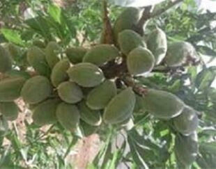 فروش نهال بادام یار اللهی – قیمت نهال بادام