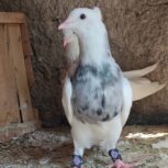 طوقی پالخت