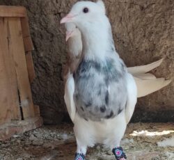 طوقی پالخت