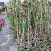 باغبانی گلکاری و سمپاشی درختان