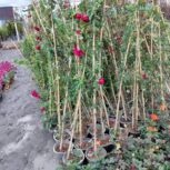باغبانی گلکاری و سمپاشی درختان