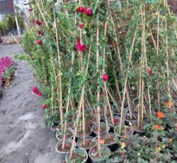 باغبانی گلکاری و سمپاشی درختان