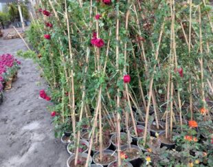 باغبانی گلکاری و سمپاشی درختان