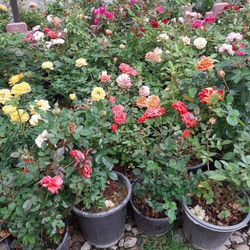 باغبانی گلکاری و سمپاشی درختان