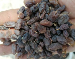 کشمش آفتابی تمیز درشت