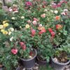باغبانی و گلکاری سمپاشی کود ،تیلرزنی در سراسر مشهد