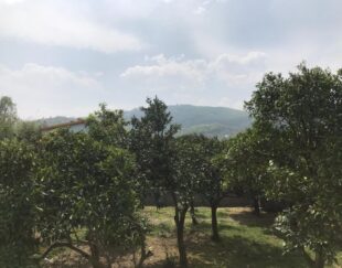 فروش زمین باکاربری باغات واقع در شهر رامسر