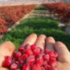 بهترین مرکز پخش زرشک وعناب خراسان جنوبی
