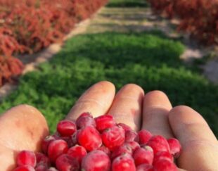 بهترین مرکز پخش زرشک وعناب خراسان جنوبی
