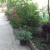 اجاره دو واحد سویت 60 متری بطور روزانه