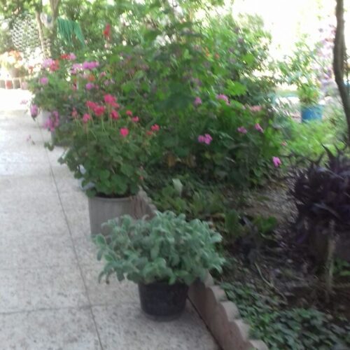 اجاره دو واحد سویت 60 متری بطور روزانه