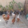 خروس گلین