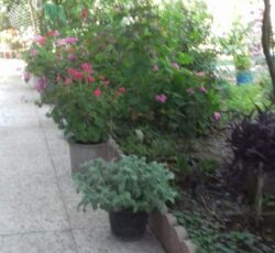 اجاره دو واحد سویت 60 متری بطور روزانه