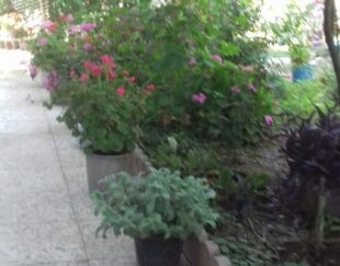 اجاره دو واحد سویت 60 متری بطور روزانه