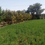 3000 متر زمین زراعی