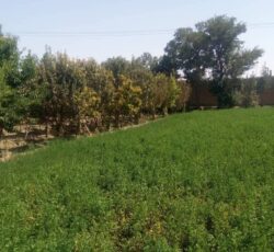 3000 متر زمین زراعی