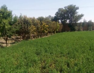 3000 متر زمین زراعی