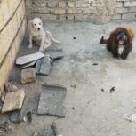 سگ پاپی