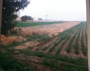 فروش زمین کشاورزی برجاده اصلی ورامین به پیشوا