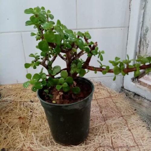 فروش انواع کاکتوس و گیاهان آپارتمانی  و گلدان