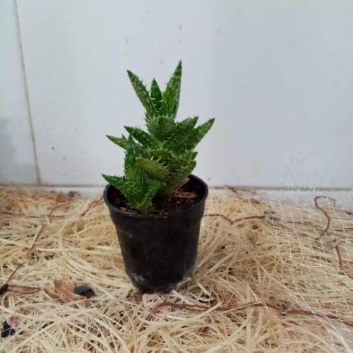 فروش انواع کاکتوس و گیاهان آپارتمانی  و گلدان