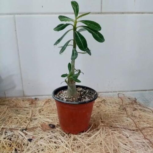 فروش انواع کاکتوس و گیاهان آپارتمانی  و گلدان