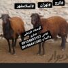 گوسفند زنده همراه قصاب شبانه روزی