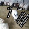 گوسفند زنده همراه قصاب شبانه روزی