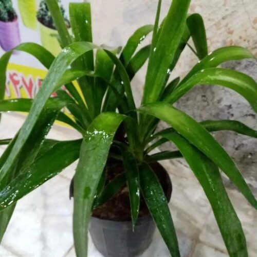فروش انواع کاکتوس و گیاهان آپارتمانی  و گلدان