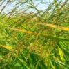 فروش برنج چمپا