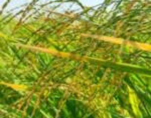 فروش برنج چمپا