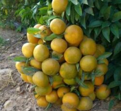 انواع درخت مرکبات و استوایی