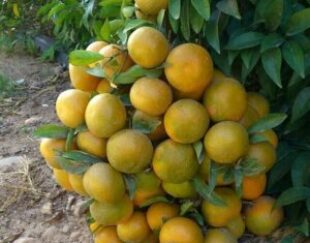 انواع درخت مرکبات و استوایی