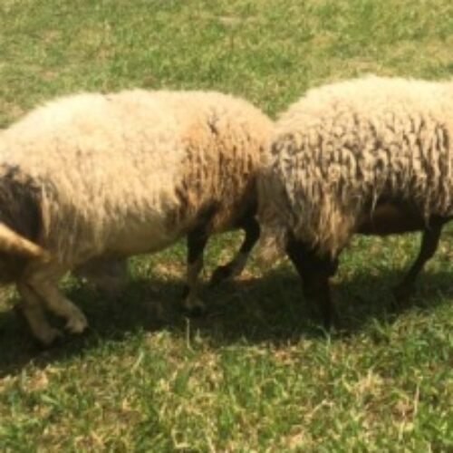 فروش گوسفند زنده نژادعالی