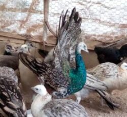 فروش جوجه طاووس مصری و هندی