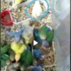 جوجه طوطی برزیلی از سرلاکی تا دون خور