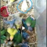 جوجه طوطی برزیلی از سرلاکی تا دون خور