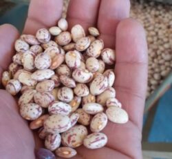 فروش حبوبات بسته عمده فله وبسته بندی