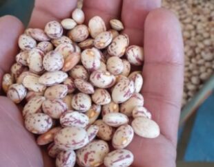 فروش حبوبات بسته عمده فله وبسته بندی