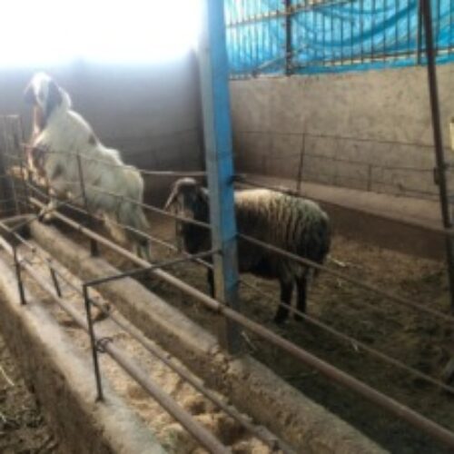 فروش گوسفند زنده نژادعالی