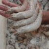 ماهی و میگو تازه صید روز بوشهر