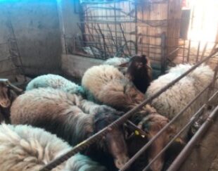 فروش گوسفند زنده نژادعالی