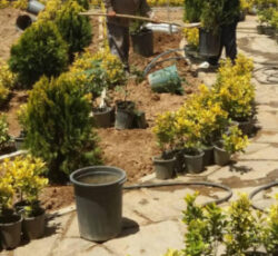 خدمات باغبانی فروش هرس آبیاری قطره ای