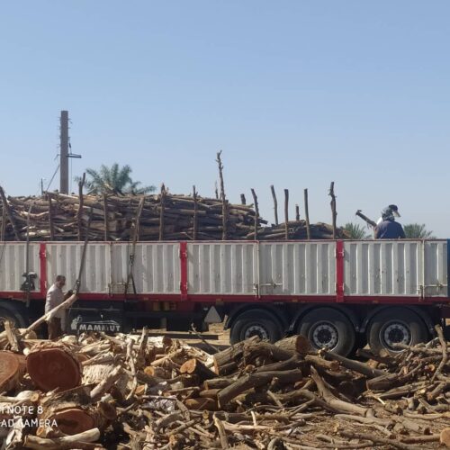 هرس درخت خرید درخت ایستاده خریده چوب بریده شده آماده